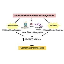 Core D - Proteostasis regulator small molecule pharmacology core