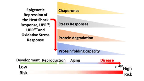 Organismal proteostasis in aging and neurodegenerative diseases.